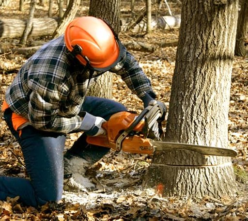Tree Removal in Omaha, TX